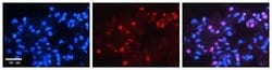 MAD4 Rabbit anti-Human, Polyclonal, Novus Biologicals:Antibodies:Primary
